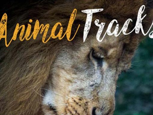 Birmingham Zoo Animal Tracks Magazine