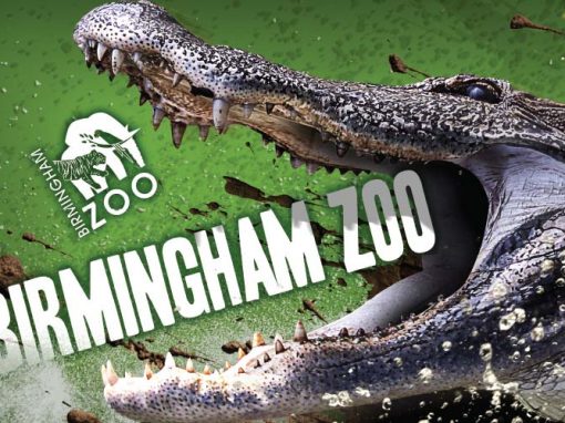 Birmingham Zoo Billboards – High Energy Series