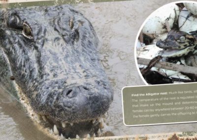 Birmingham Zoo Southern Bayou Exhibit Signs