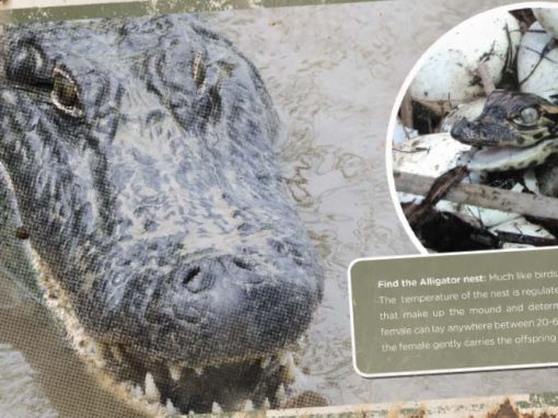 Birmingham Zoo Southern Bayou Exhibit Signs